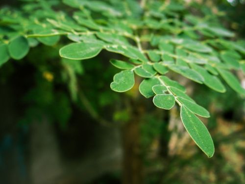 green tree nature