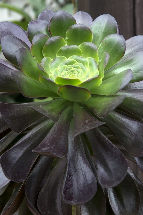 green green house plant gardening