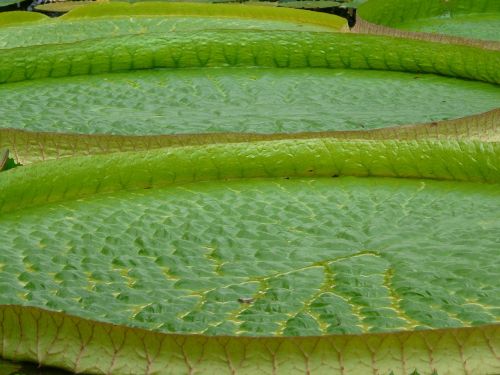 green water lilies aquatic plant