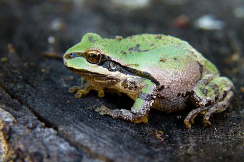 green frog amphibian