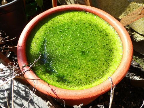 green flowerpot nature