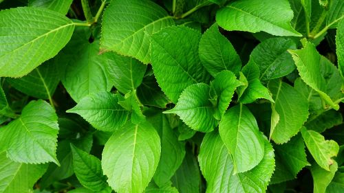 green leaf plant