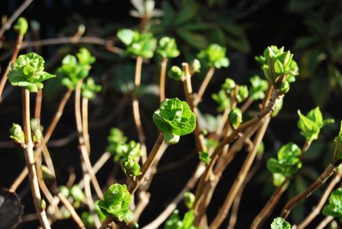 green outbreaks flowers