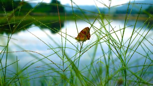 green butterfly insect