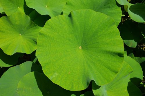 green botany leaf