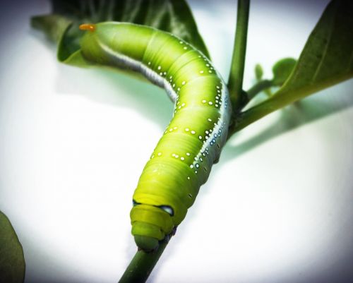 green worm closeup