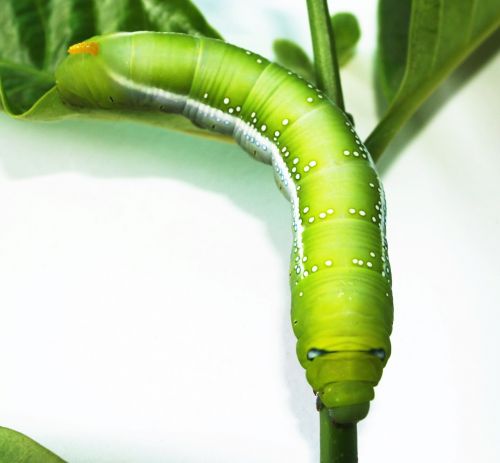 green worm closeup