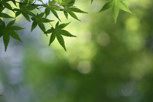 green background leaves