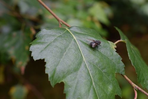 fly bug green