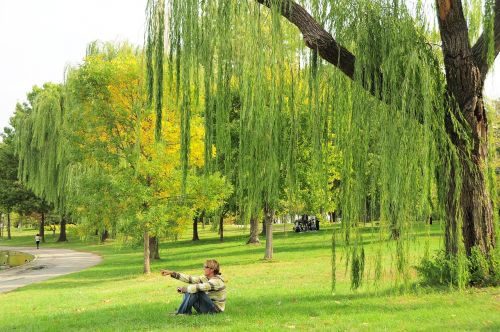 green nature willow