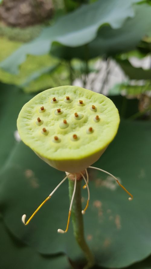 green lotus nature