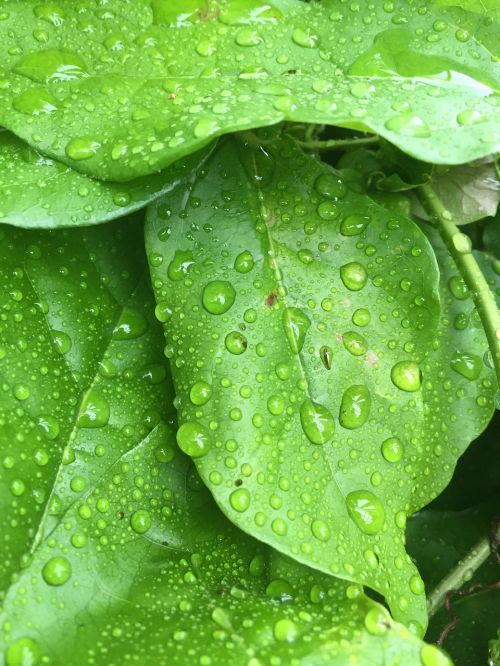 green water plant