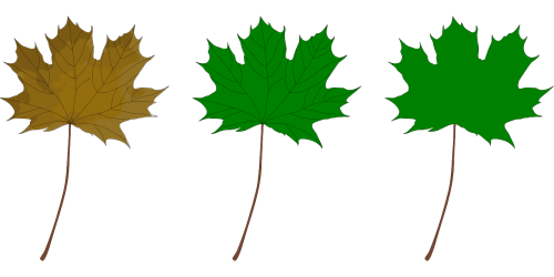green leaf maple