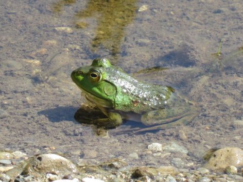 green frog pond