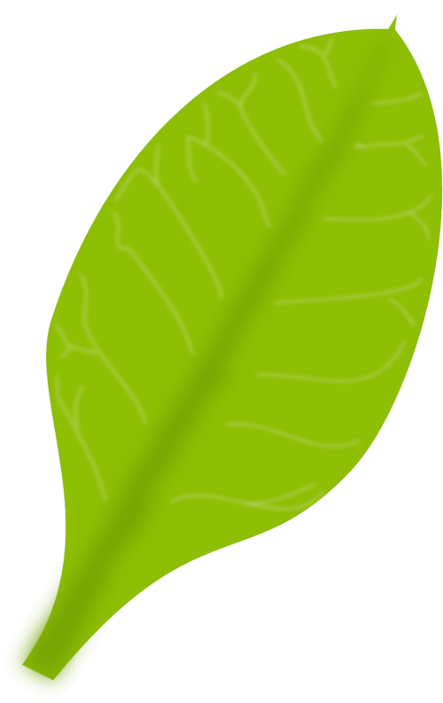 green leaf plant