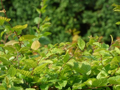 green foliage leaf