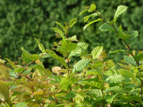 green foliage leaf