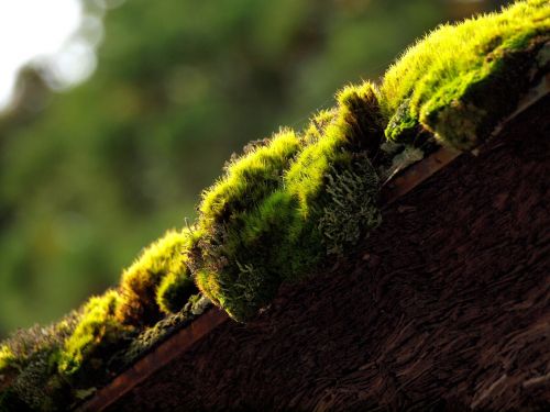green natural moss