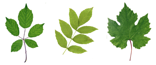 green leaf leaves