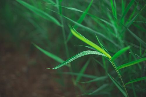 green grass nature