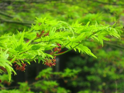 green leaf branch