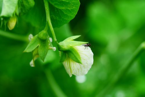 green flower garden