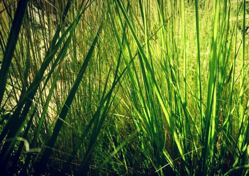 green nature grass