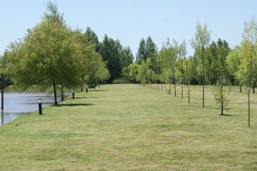 green nature forest