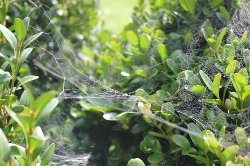 green foliage web