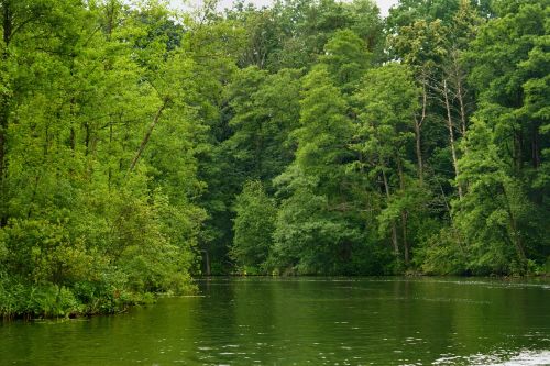 green forest lake