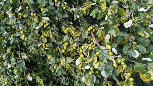 green field fruit