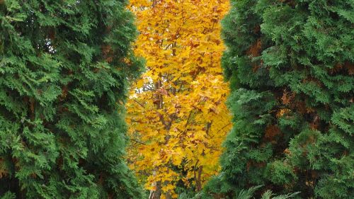 green yellow leaves