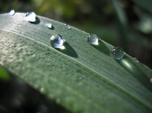 green grass drops