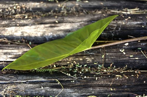 green leaf new growth