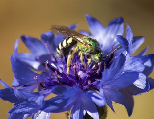 green bee flower