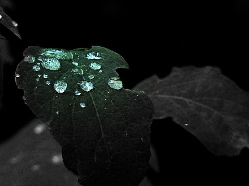 green leaf rain drops