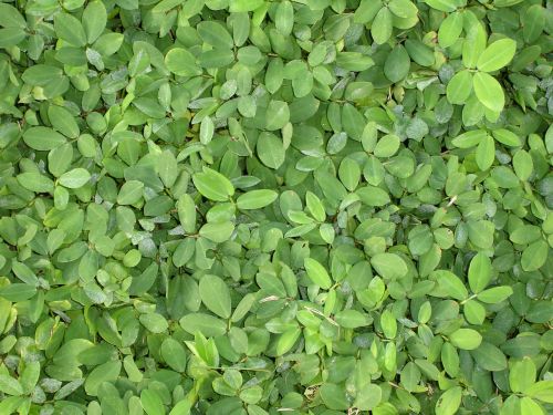 green foliage flora