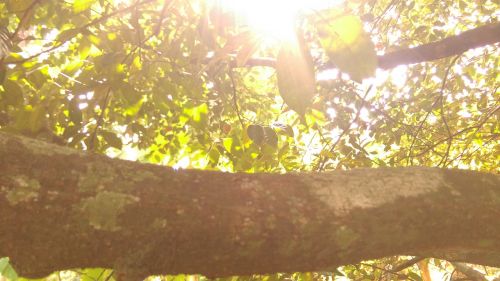 green landscape leaves