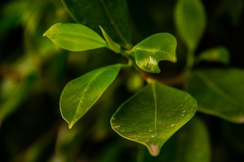 green leaves spring