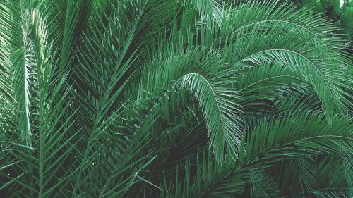 green leaves palm