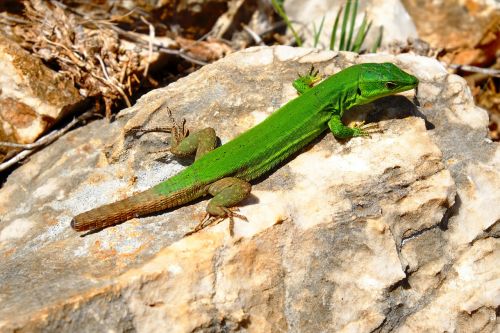 green lizard macro