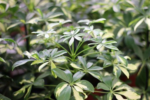 green plant fern