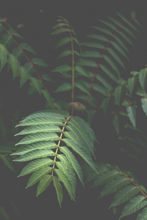 green leaves nature