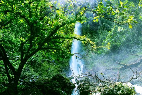 green waterfall rain forest
