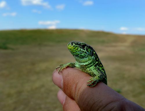 green lizard nature