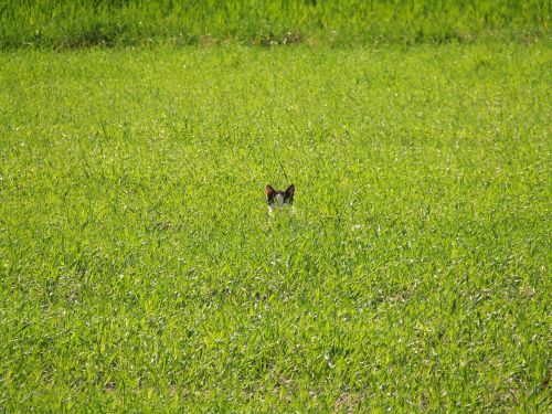 green field cat