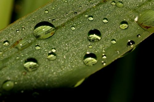 green drops rain