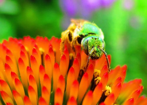 green metallic pollinator