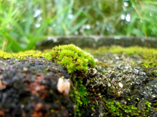 green mosses walls