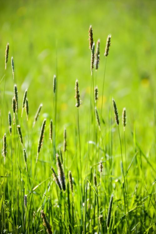 green grass meadow